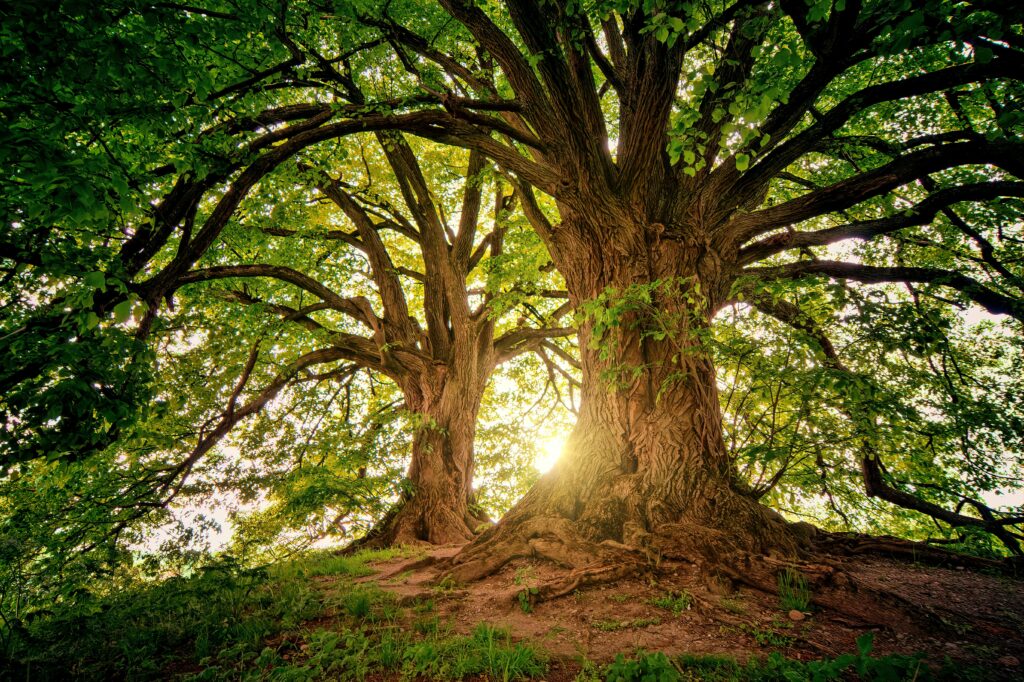 tree